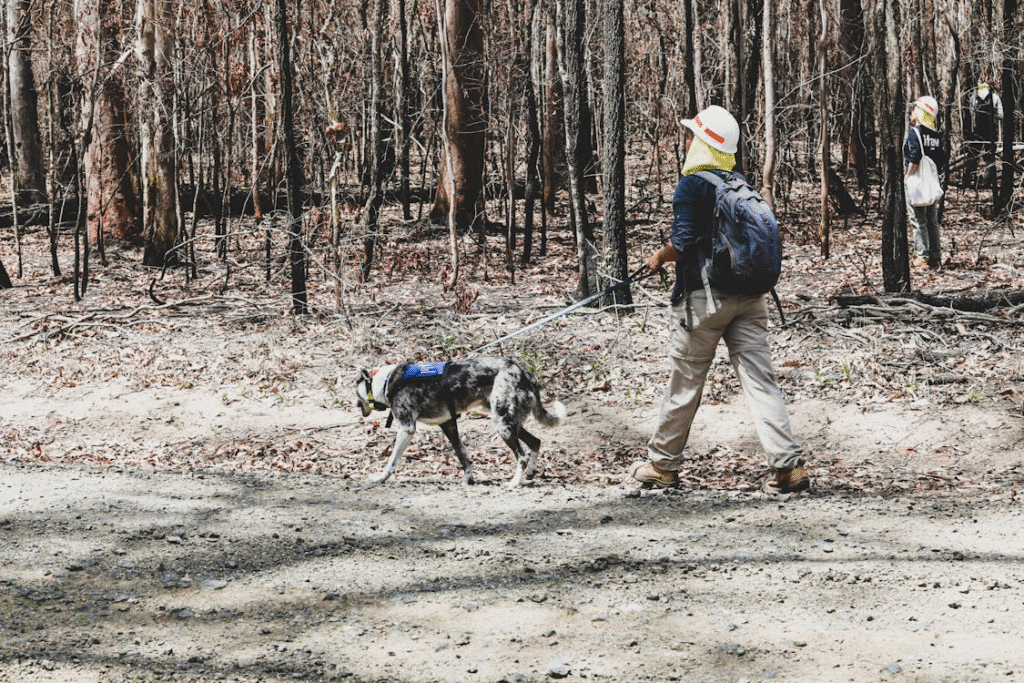 Search and rescue team surveying wildfire damage in a burned forest area
